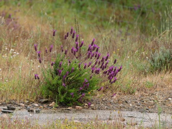 <h3><a href="/trips/extramadura/biota/plantae/tracheophyta/magnoliopsida/lamiales/lamiaceae/lavandula pedunculata/lavandula pedunculata-nl.html">Lavandula&nbsp;pedunculata</a> / French&nbsp;lavender / Kuiflavendel</h3>OM-1 Mark II met OLYMPUS M.150-400mm F4.5 TC, 1/2000 sec  bij F5.6, ISO 3200, afstand 18.5&nbsp;m
